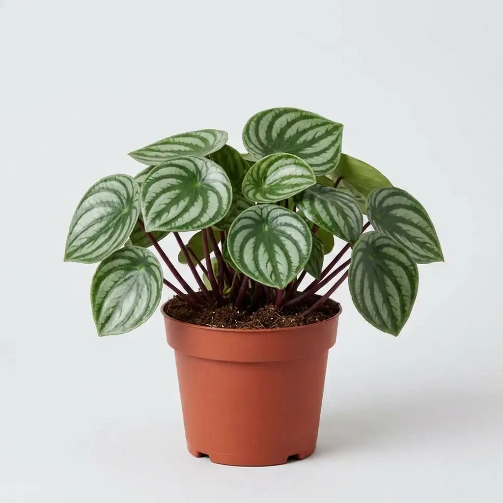 PEPÉROMIA HOJITAS DE SANDIA