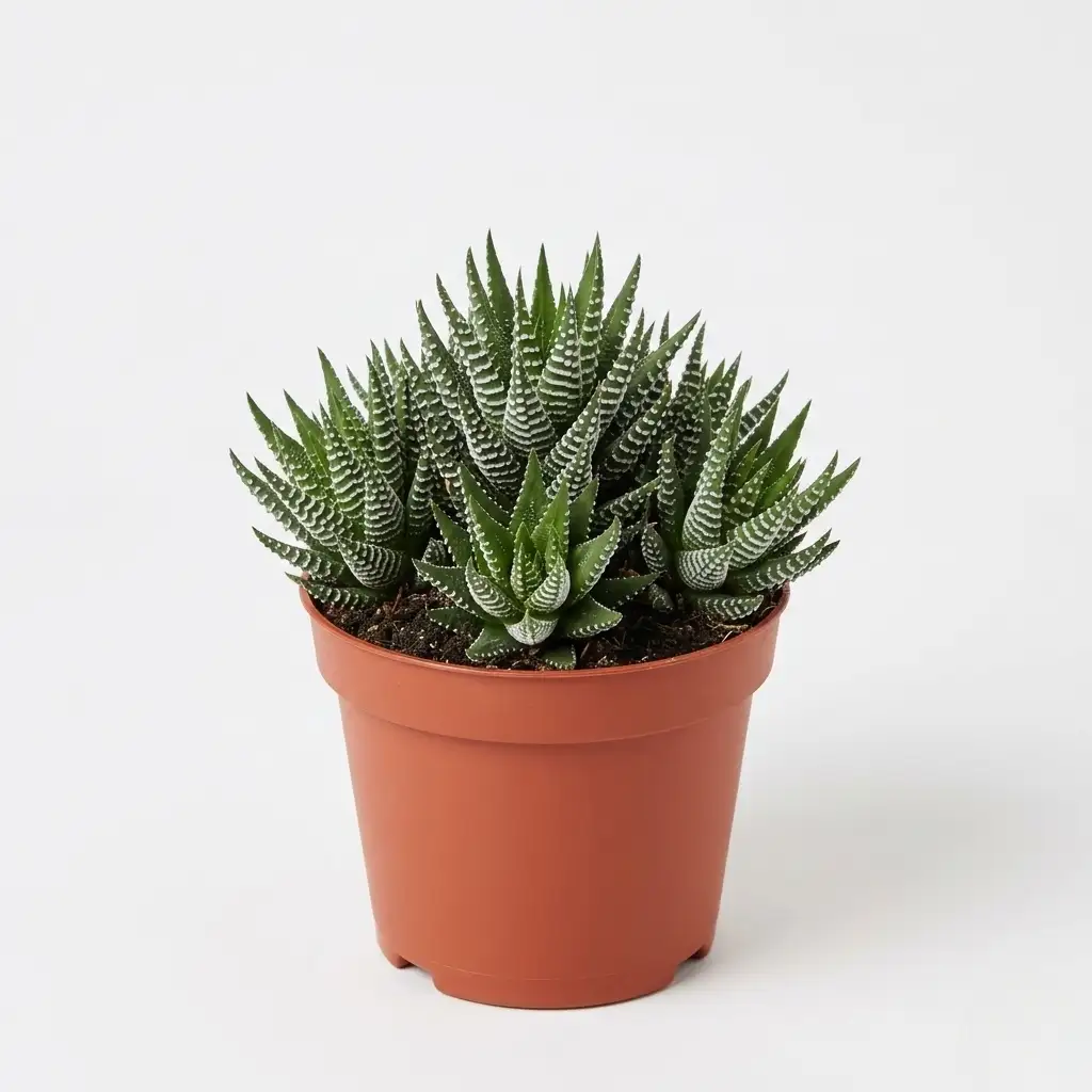 Suculenta Haworthia